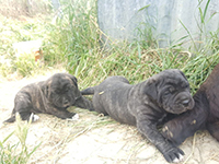 cucciolo cane corso nero